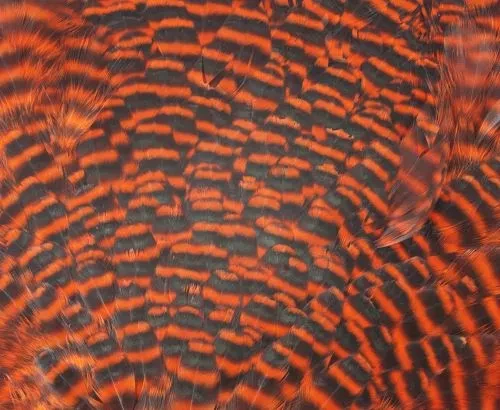 Chevron Grade 1 Complete Hen Saddle - Funky Fly Tying - Image 6