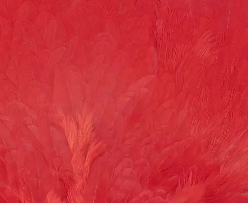 Chevron Grade 1 Complete Hen Saddle - Funky Fly Tying - Image 3