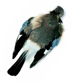 Chevron Jay Skin - Funky Fly Tying