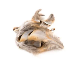 Chevron French Partridge Flank Loose Feathers - Funky Fly Tying