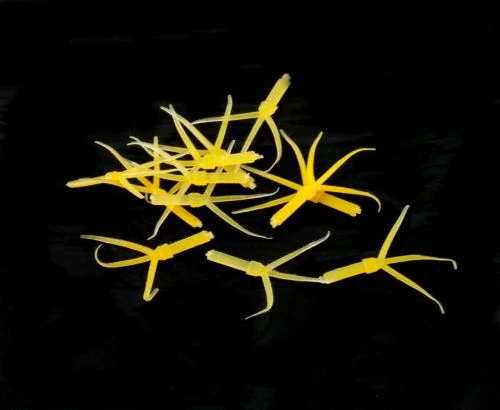 Hemingway's Mayfly Nymph Rubber Tails - Funky Fly Tying - Image 5