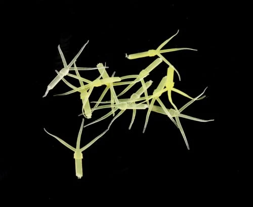 Hemingway's Mayfly Nymph Rubber Tails - Funky Fly Tying - Image 3