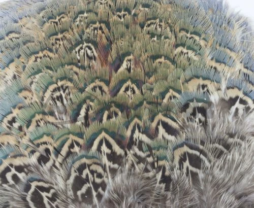 Fish Hunter Ringneck Pheasant Rump Patch - Funky Fly Tying - Image 17