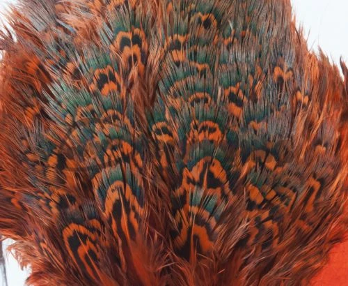 Fish Hunter Ringneck Pheasant Rump Patch - Funky Fly Tying - Image 16