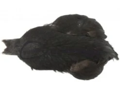 Whiting 4 B's Hen Cape - Funky Fly Tying