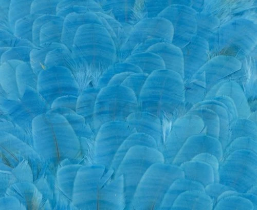 Whiting American Hen Saddles - Funky Fly Tying - Image 5