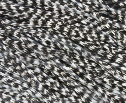 Whiting Pro Grade Midge Whole Saddle - Funky Fly Tying - Image 13